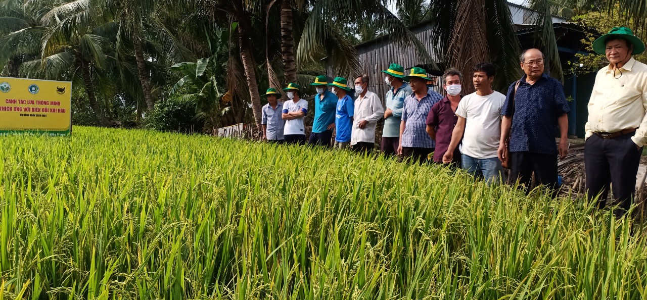 Canh tác lúa thông minh 2021 tại ĐBSCL:  GIẢI PHÁP ĐẠT HIỆU QUẢ TRÊN VÙNG ĐẤT NHIỄM MẶN - Ảnh 1.