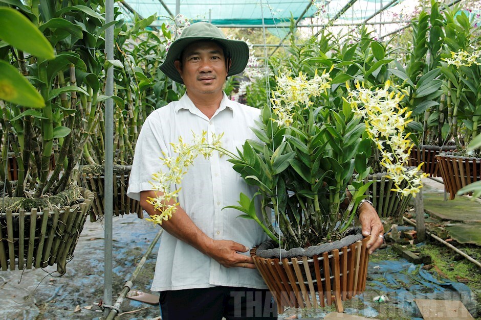 Hoa Lan Dendro  Đặc điểm cách trồng và chăm sóc  Trung tâm giống cây trồng  Học Viện Nông Nghiệp Việt Nam