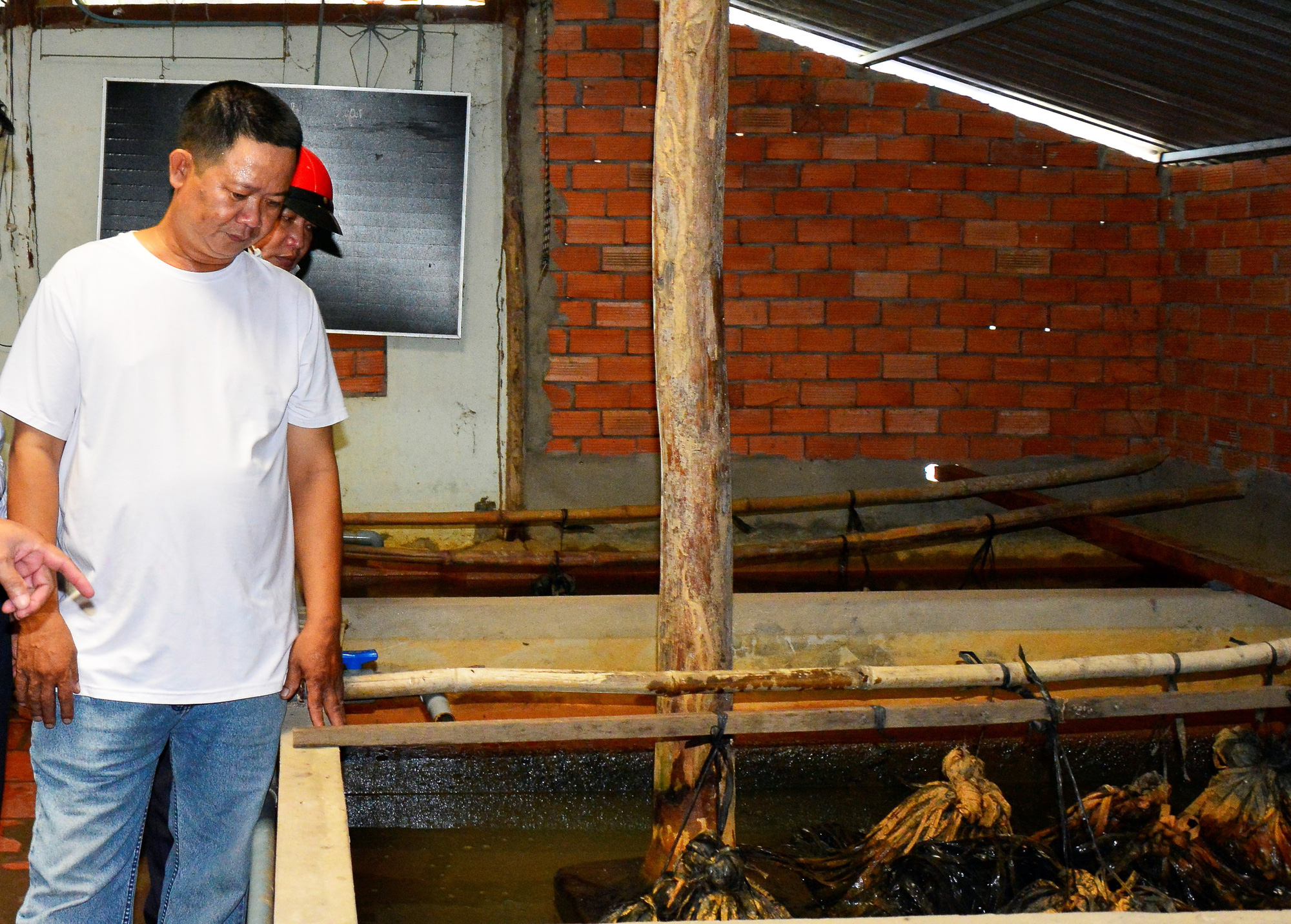 Kiên Giang: Ếch, cá rô, lươn quá lứa, nông dân tìm cách “sống chung” với dịch bệnh - Ảnh 2.