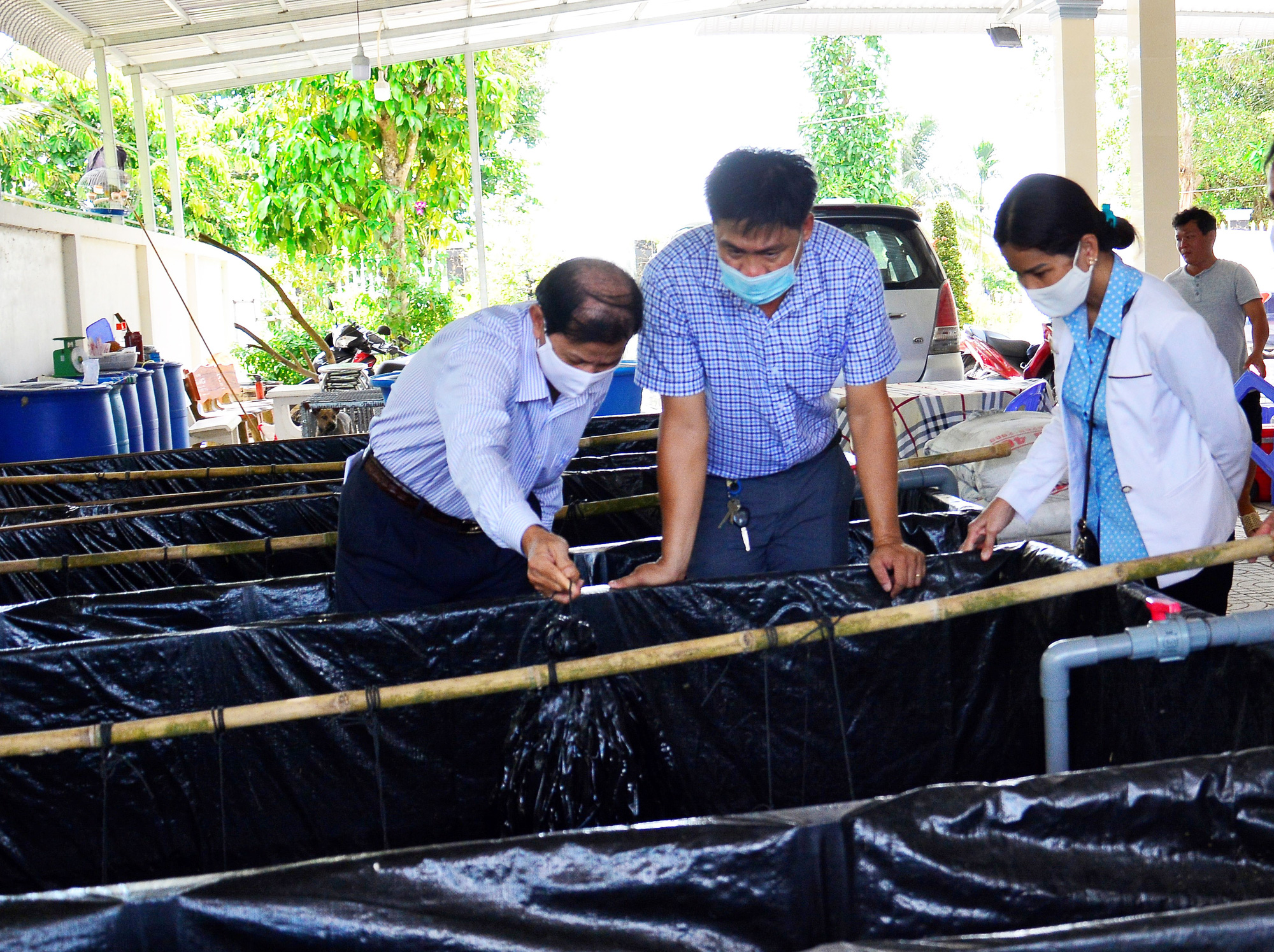 Kiên Giang: Ếch, cá rô, lươn quá lứa, nông dân tìm cách “sống chung” với dịch bệnh - Ảnh 3.