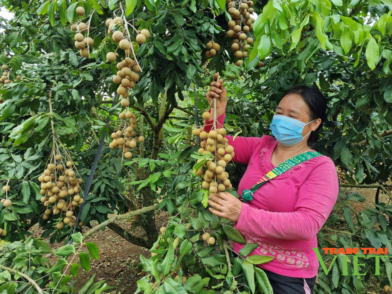 Nông dân vùng biên Phiêng Khoài đoàn kết giúp nhau phát triển kinh tế - Ảnh 1.