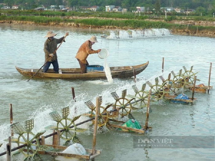 Thời tiết bất thường, tôm chết, người nuôi lao đao vì thua lỗ - Ảnh 2.