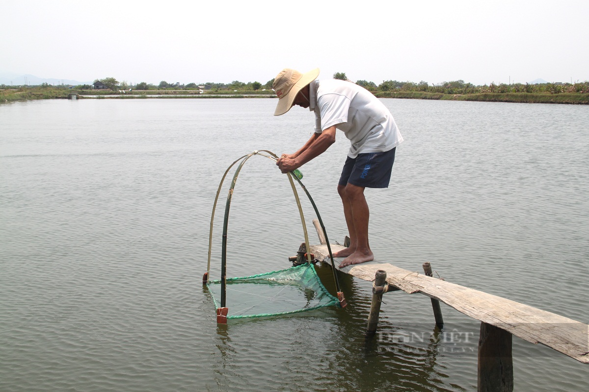 Thời tiết bất thường, tôm chết, người nuôi lao đao vì thua lỗ - Ảnh 3.