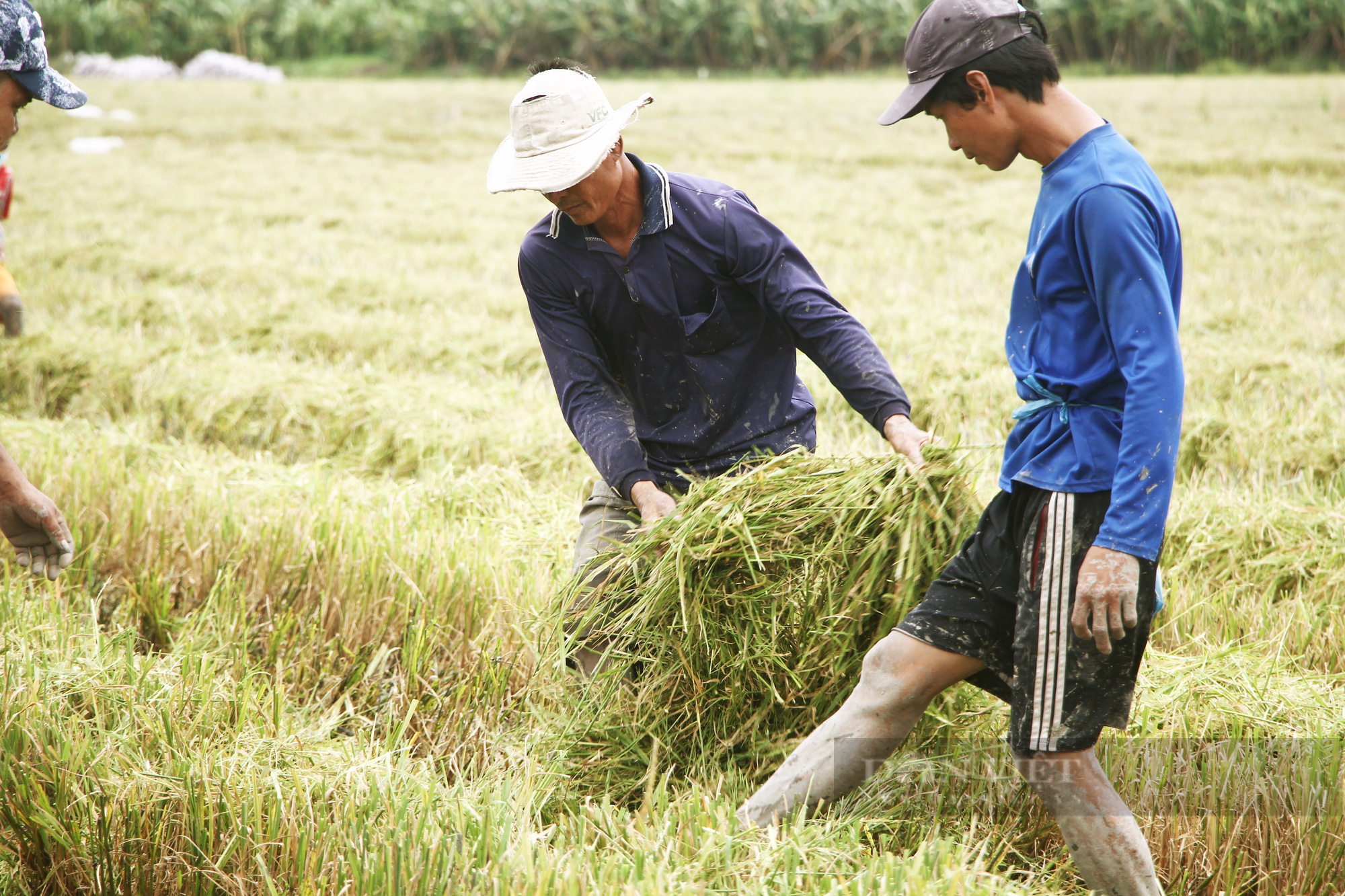 Thanh niên Cần Thơ rủ nhau đi bắt chuột đồng mùa thu hoạch lúa Thu Đông 2021 - Ảnh 7.