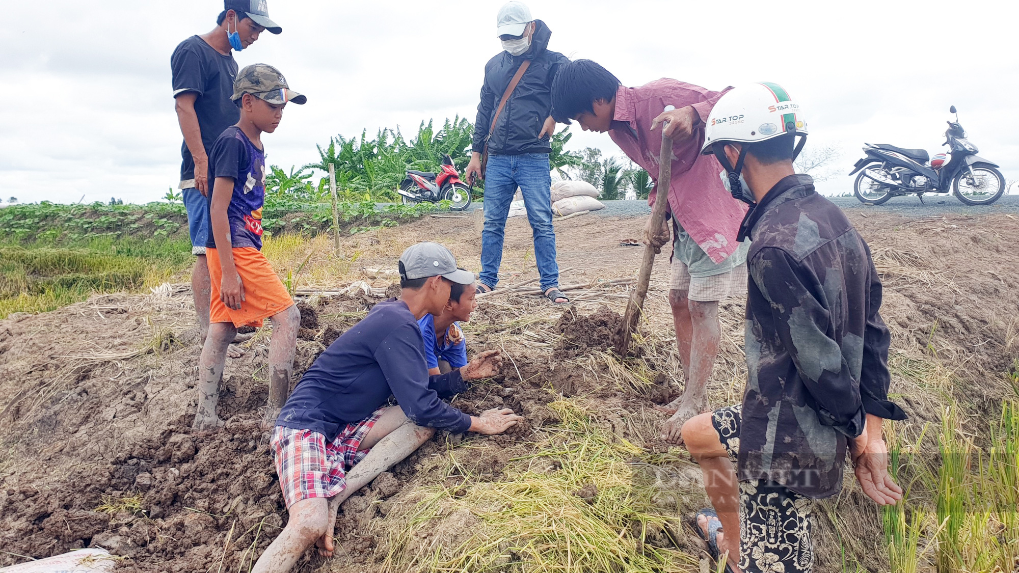 Thanh niên Cần Thơ rủ nhau đi bắt chuột đồng mùa thu hoạch lúa Thu Đông 2021 - Ảnh 12.