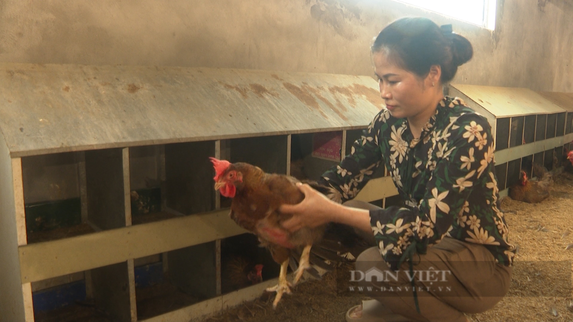 Phú Thọ: Cả gia đình học nghề thú y, doanh thu cả tỷ mỗi tháng nhờ nuôi gà, ấp trứng - Ảnh 3.