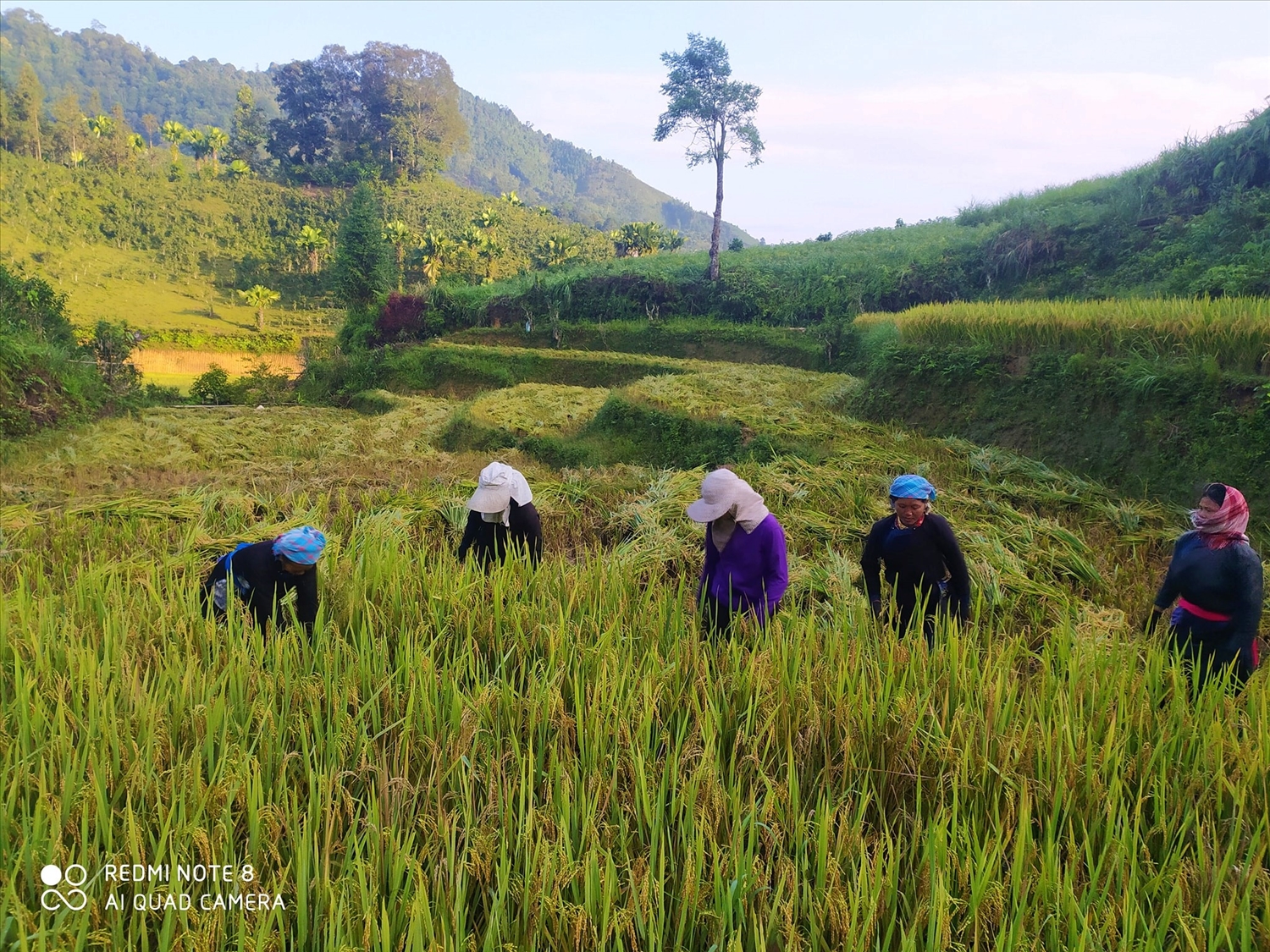 Lào Cai: Vùng cao Bắc Hà trúng mùa 2 loại hạt vàng, nhiều người không còn phải sang Trung Quốc làm thuê - Ảnh 3.