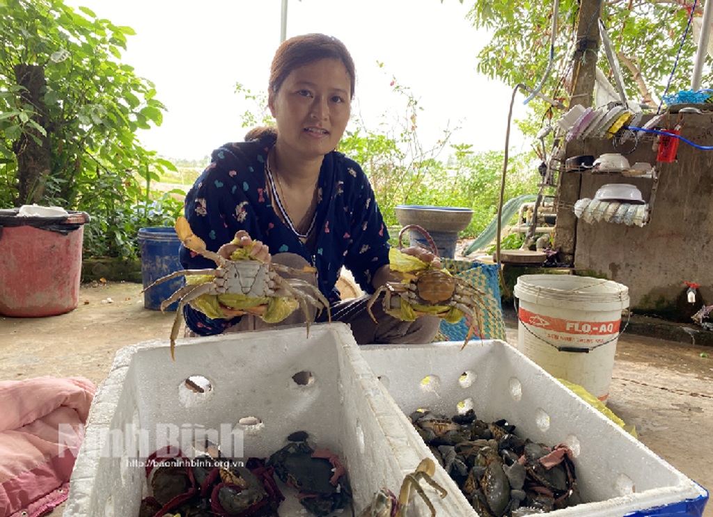 Ninh Bình: Nuôi cua toàn những con to &quot;bự tổ chảng&quot;, dịch giã như thế nông dân vẫn bán ngon ơ - Ảnh 1.