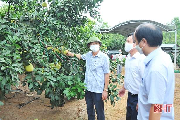 Hà Tĩnh có trang trại bưởi đầu tiên đạt chứng nhận GlobalGAP - Ảnh 2.