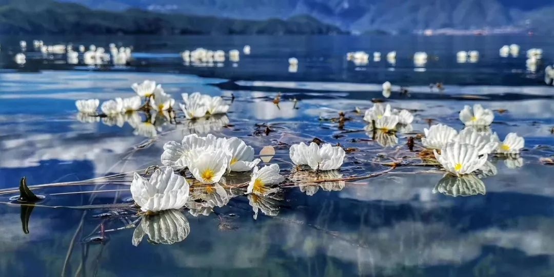 Ngắm loài hoa tinh khiết bậc nhất, chỉ sống trên mặt hồ thanh tịnh - Ảnh 2.