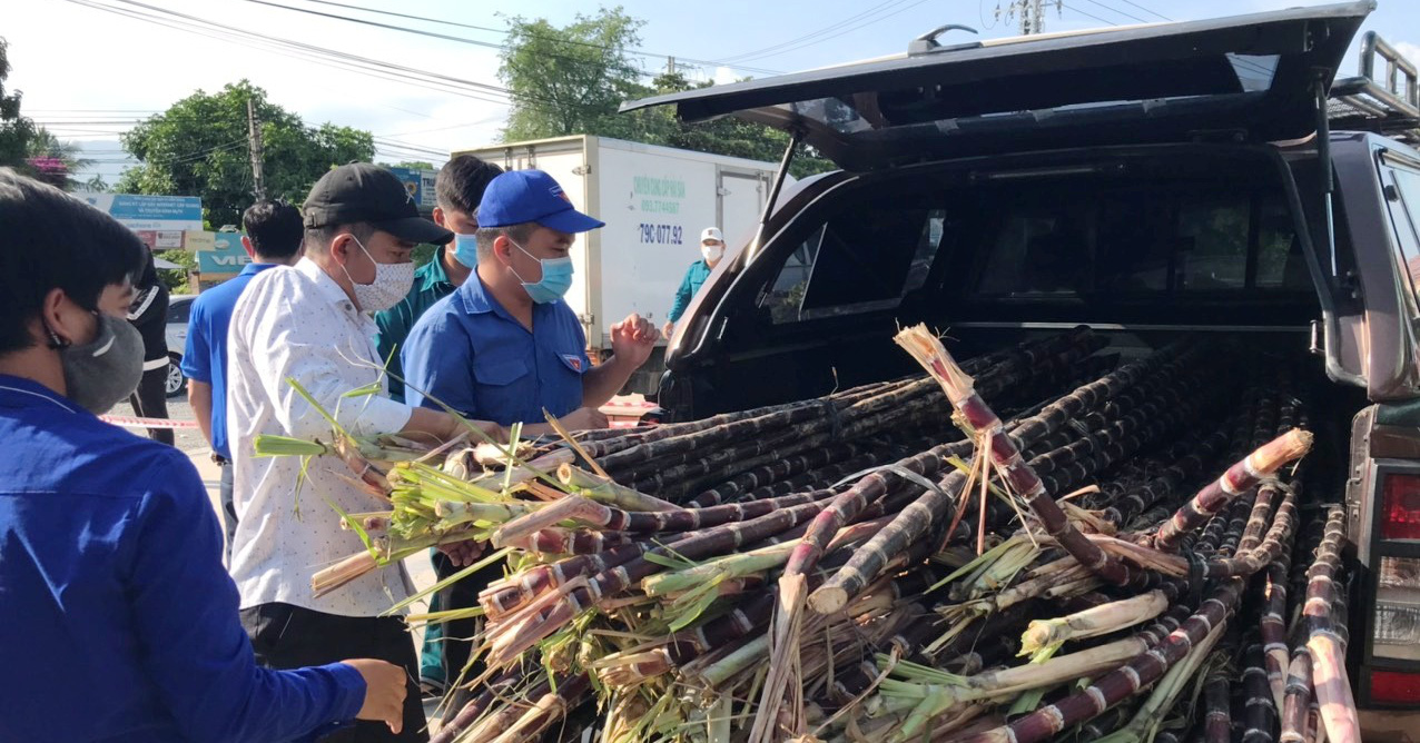 Khánh Hòa: Hội Nông dân mở điểm bán toàn đặc sản cá mú, ốc hương, mía tím, hoa quả tươi ngon