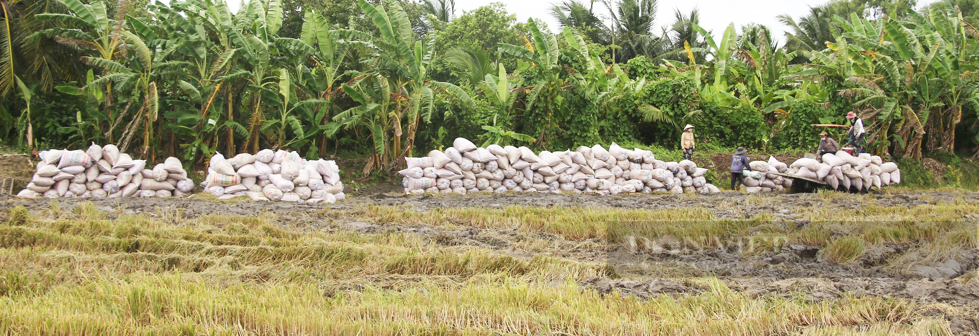 Cần Thơ: Nới lỏng giãn cách xã hội, gần 70.000 ha lúa thu đông có bán được không, nông dân lời hay lỗ? - Ảnh 3.