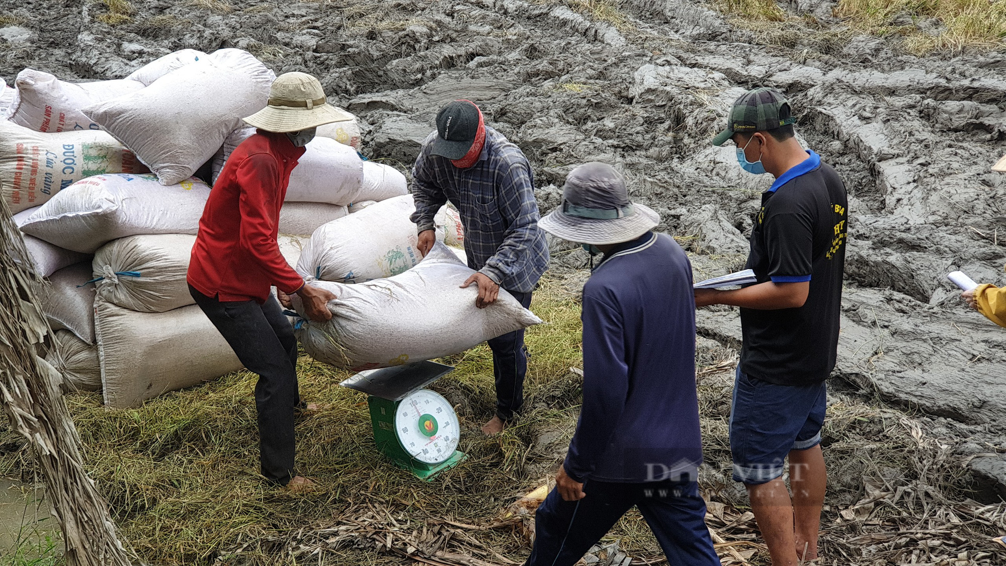 Cần Thơ: Nới lỏng giãn cách xã hội, gần 70.000 ha lúa thu đông có bán được không, nông dân lời hay lỗ? - Ảnh 4.