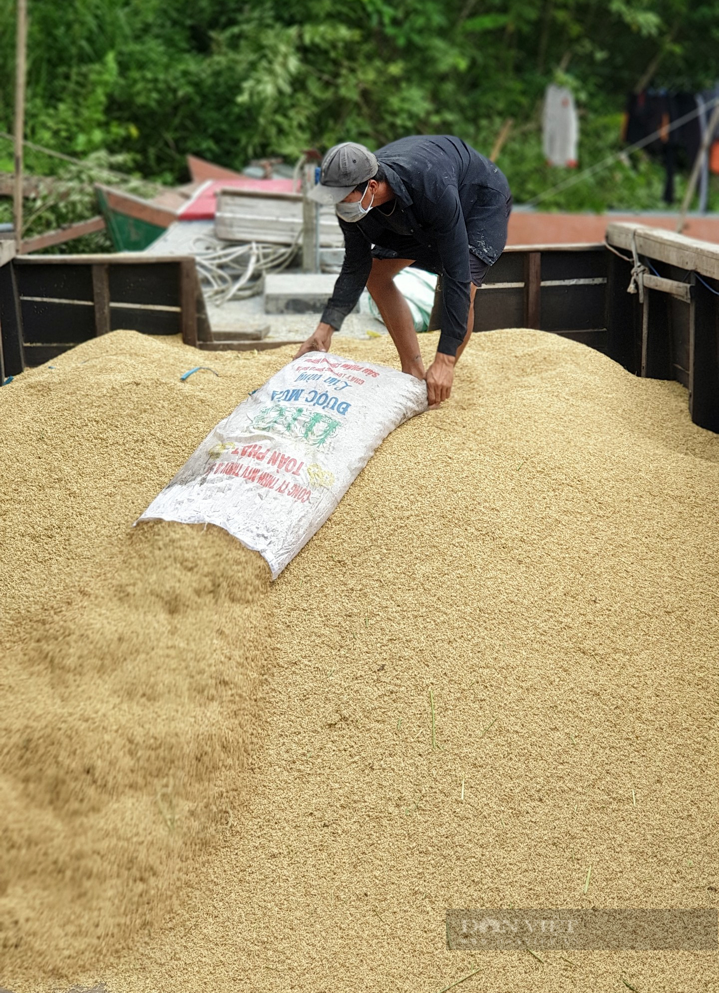 Cần Thơ: Nới lỏng giãn cách xã hội, gần 70.000 ha lúa thu đông có bán được không, nông dân lời hay lỗ? - Ảnh 8.