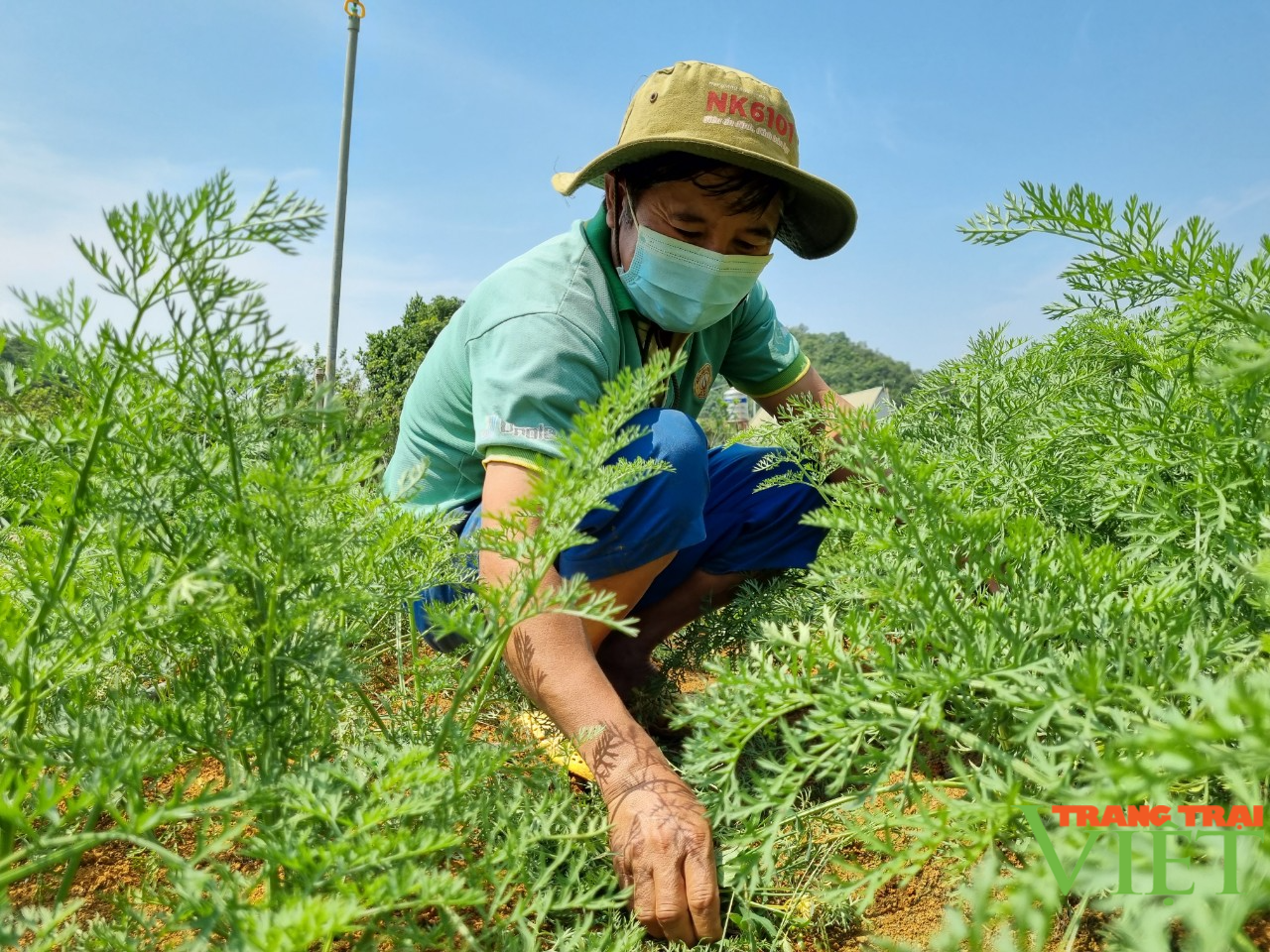 Hợp tác xã Thanh Sơn liên kết sản xuất rau an toàn - Ảnh 2.