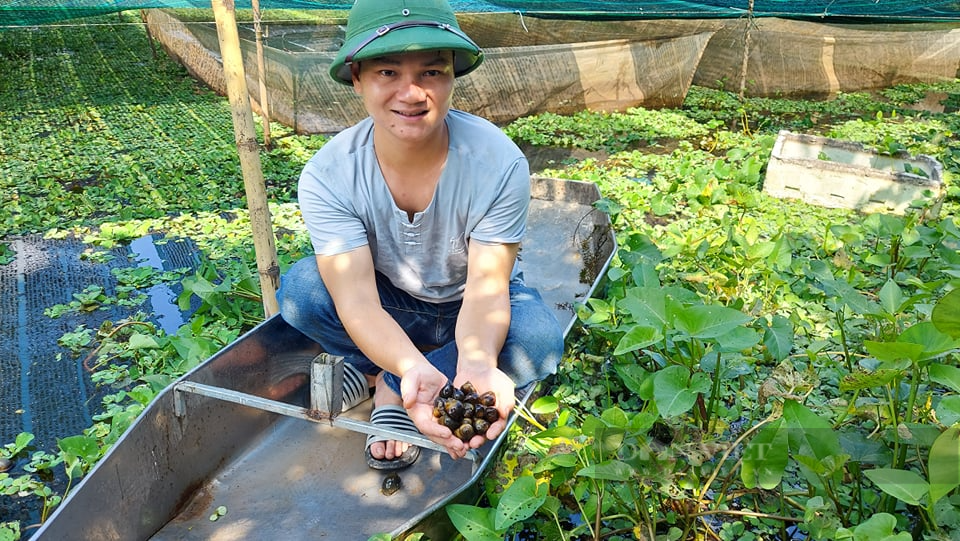 Hải Phòng: Bí kíp chàng nông dân bắt ốc bươu đen nhả 20 triệu đồng mỗi tháng - Ảnh 2.