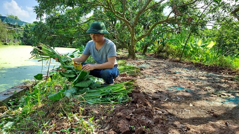 Hải Phòng: Bí kíp chàng nông dân bắt ốc bươu đen nhả 20 triệu đồng mỗi tháng - Ảnh 4.