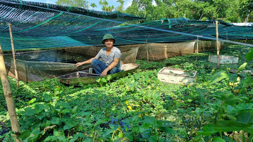 Hải Phòng: Bí kíp chàng nông dân bắt ốc bươu đen nhả 20 triệu đồng mỗi tháng - Ảnh 5.