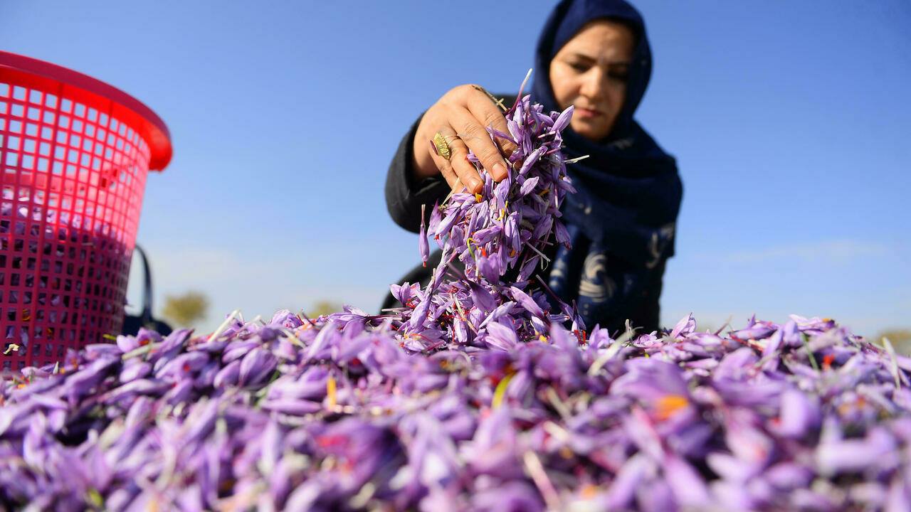 Nữ chủ nhân của kho vàng đỏ ở Afghanistan thách đố Taliban - Ảnh 1.