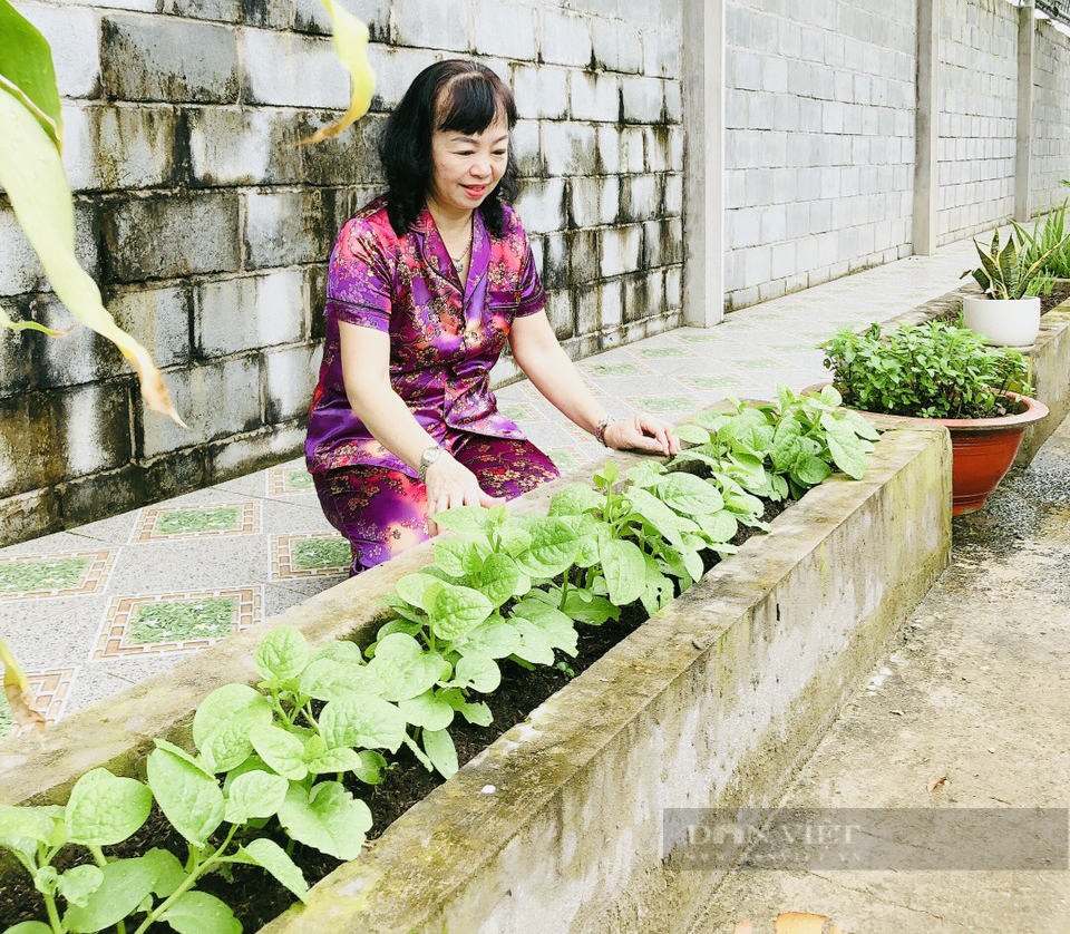 Kiên Giang: Tận dụng sân thượng, mảnh vườn trồng rau tại nhà mùa dịch - Ảnh 6.