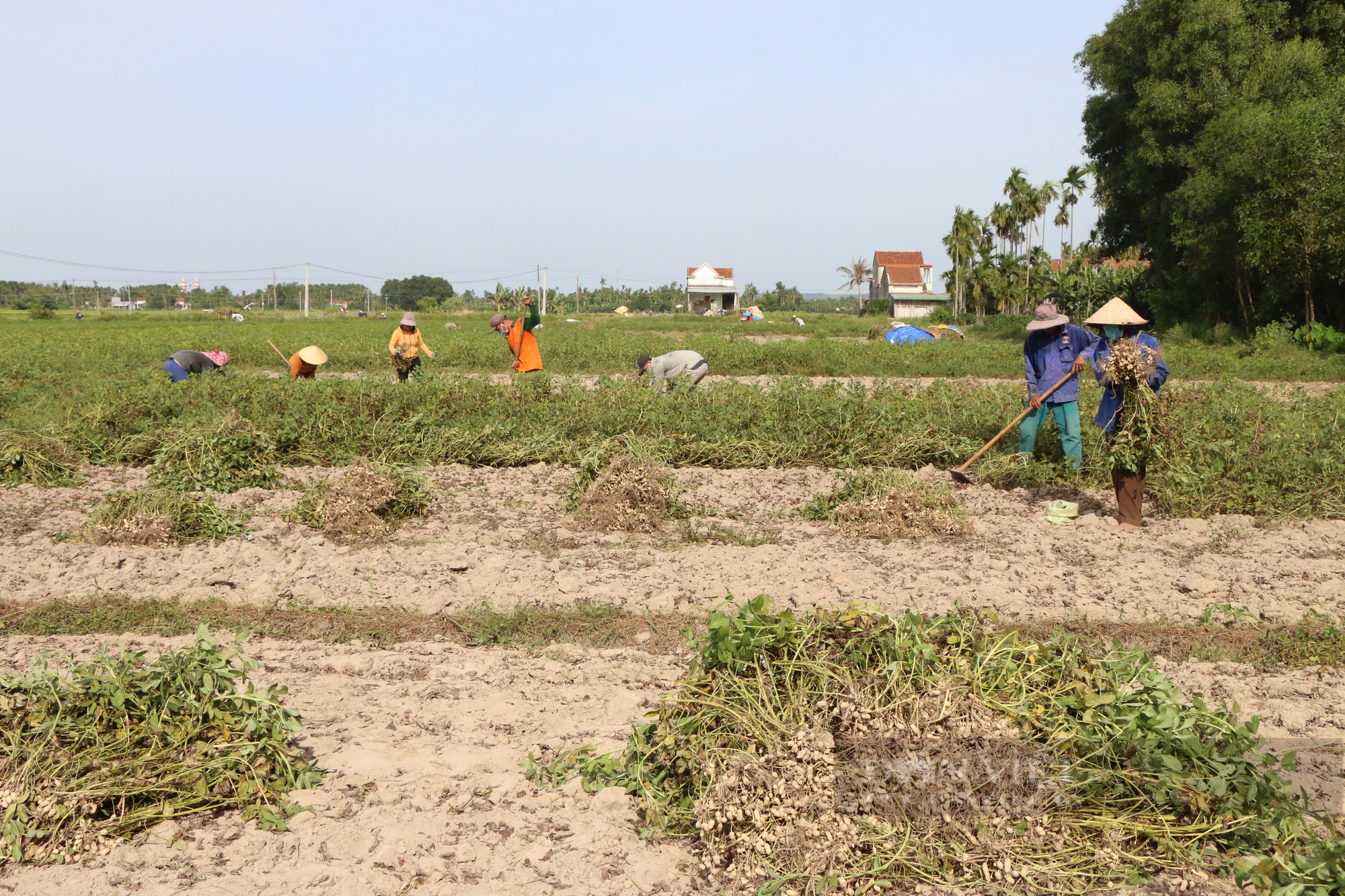 Quảng Ngãi: Trồng lạc vụ Hè thu cho thu nhập cao gấp gần 5 lần so với trồng lúa  - Ảnh 1.