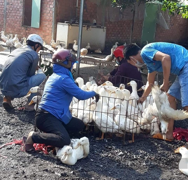 Giá gia cầm hôm nay 28/9: Người nuôi bị lái lừa tráo hàng, gà, vịt được giá vẫn thua lỗ nặng - Ảnh 2.