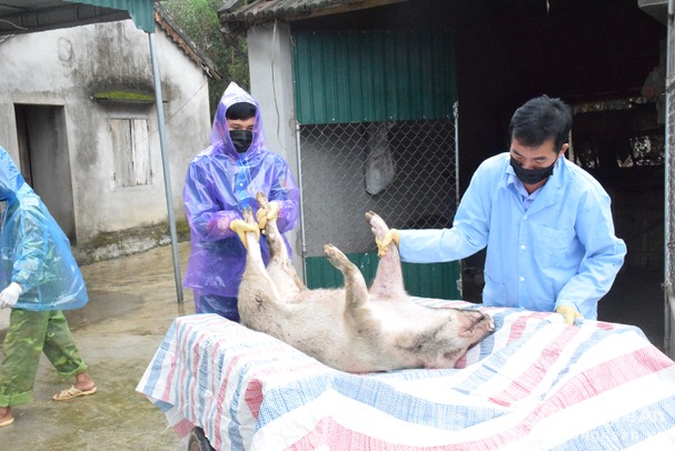 Dịch tả lợn châu Phi tái xuất hiện ở nhiều địa phương, Bộ NNPTNT yêu cầu làm ngay việc này - Ảnh 1.