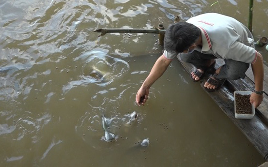 An Giang: Kỳ lạ, đàn cá sông đông đúc bơi vào đoạn kênh "đòi" ông nông dân chăm bẵm, cho ăn