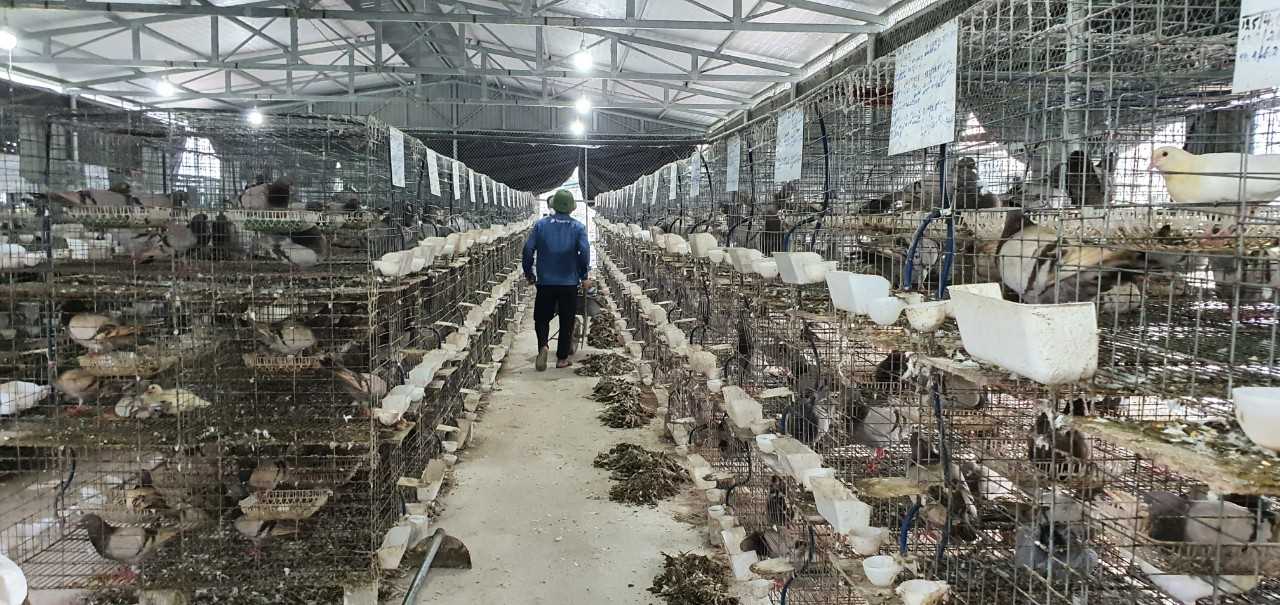 Quảng Ninh: Anh nông dân giỏi &quot;liều&quot; vay 800 triệu đồng đầu tư nuôi thứ chim đẻ sòn sòn, ai đến xem cũng mê tít - Ảnh 1.