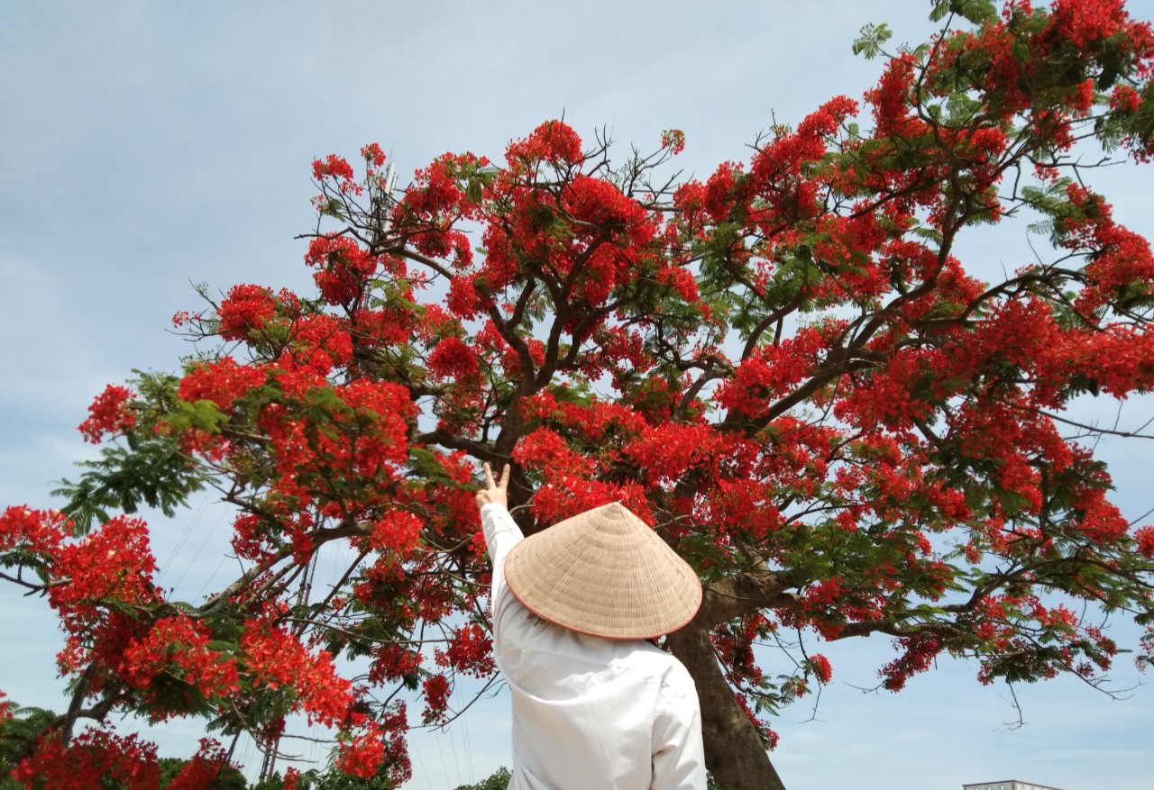 Kể chuyện làng: Cây phượng làng tôi - Ảnh 2.