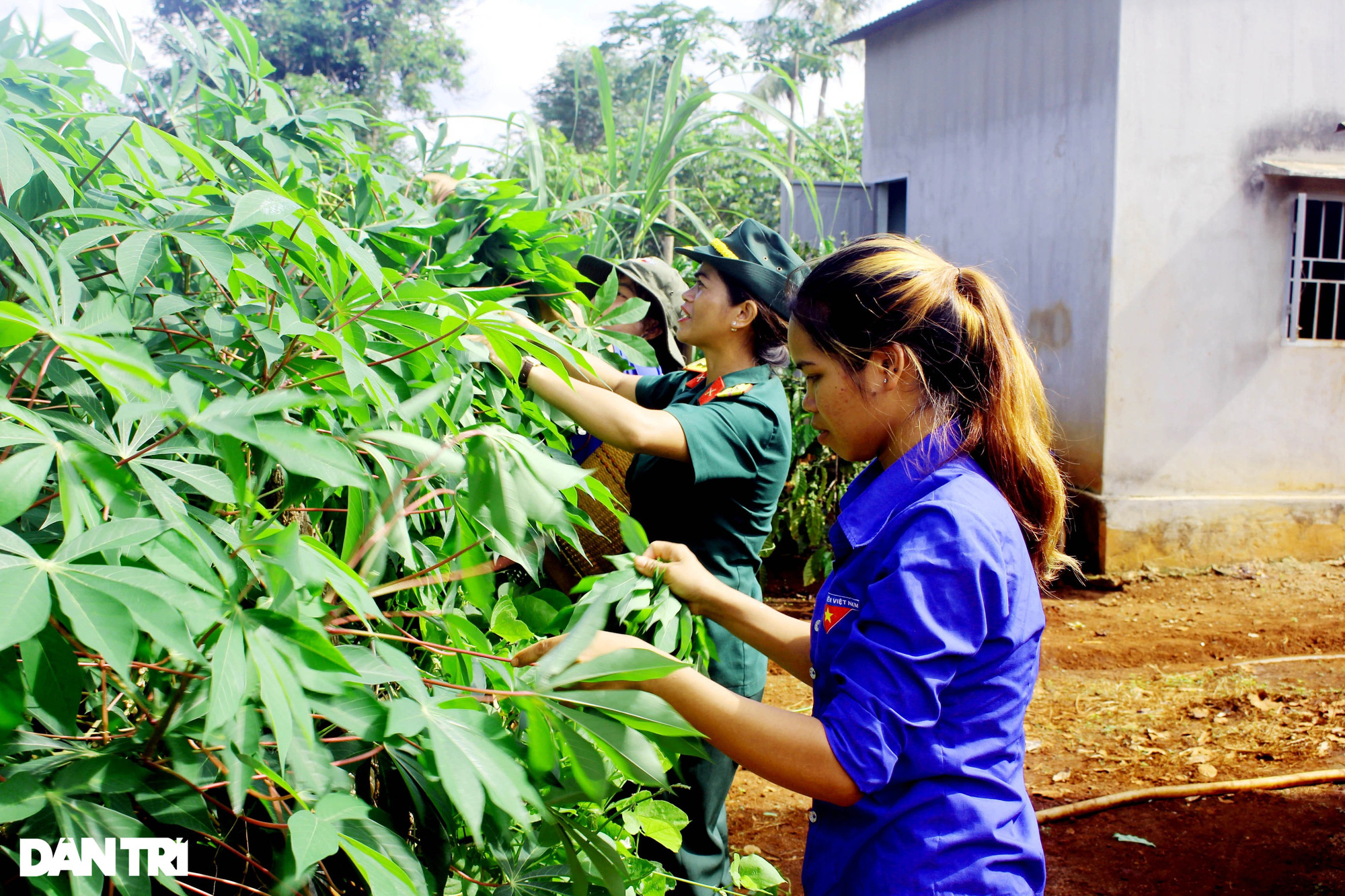 Món ăn lạ lùng Tây Nguyên: Cà đắng nấu với lá mì - 1