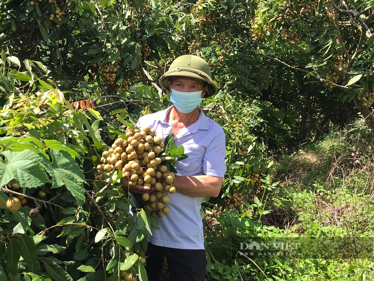 Sơn La: “Thủ lĩnh nông dân” bản Hua Đán có 25ha đất trồng đủ thứ cây ăn quả, riêng trồng nhãn thu về 2 tỷ/năm - Ảnh 1.