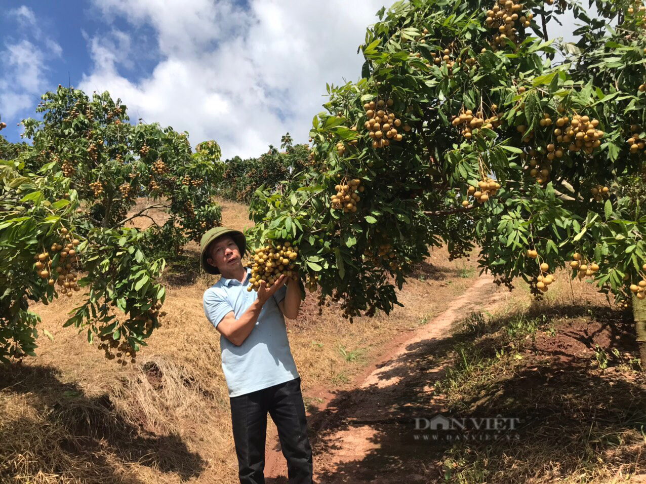 Sơn La: “Thủ lĩnh nông dân” bản Hua Đán có 25ha đất trồng đủ thứ cây ăn quả, riêng trồng nhãn thu về 2 tỷ/năm - Ảnh 6.