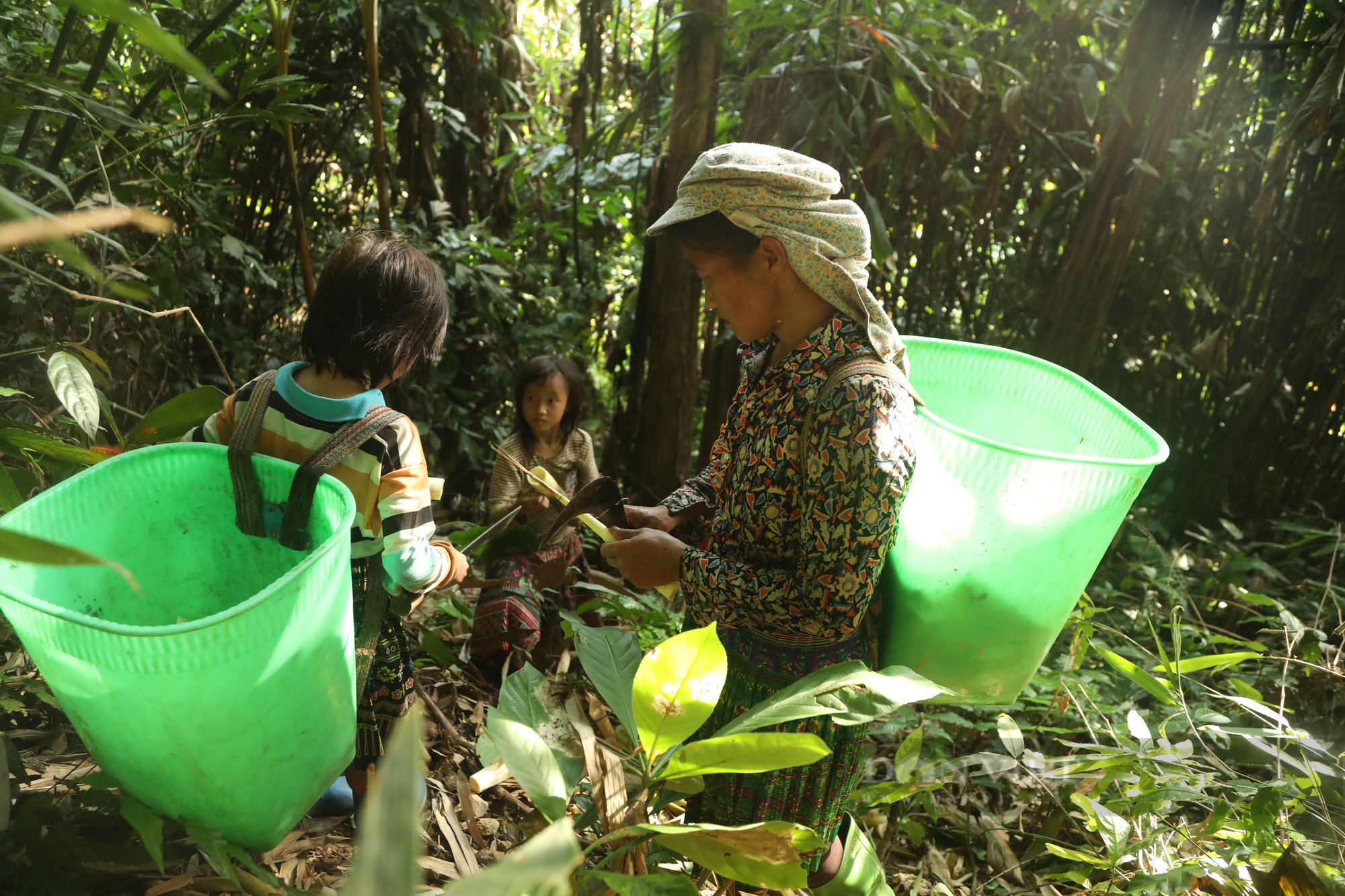 Phú Thọ: Đến mùa hái &quot;lộc trời&quot; ngon nức tiếng, trẻ con nơi đây kiếm hơn nửa triệu mỗi ngày - Ảnh 1.