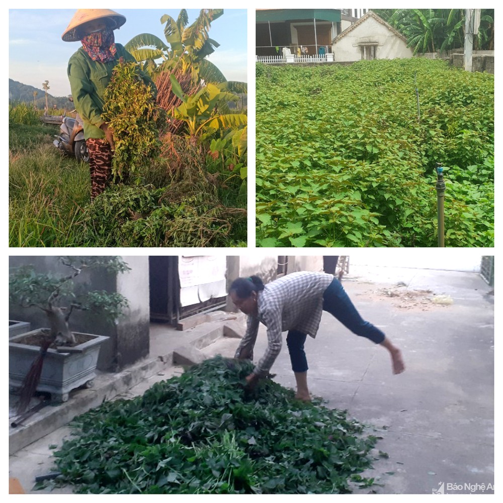 Nghệ An: Nông dân vựa rau gia vị phải cắt đổ bỏ vì không biết bán cho ai - Ảnh 4. Nghệ An: Nông dân vựa rau gia vị phải cắt đổ bỏ vì không biết bán cho ai - Ảnh 4.