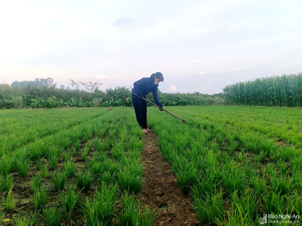 Nghệ An: Nông dân vựa rau gia vị phải cắt đổ bỏ vì không biết bán cho ai - Ảnh 1. Nghệ An: Nông dân vựa rau gia vị phải cắt đổ bỏ vì không biết bán cho ai - Ảnh 1.