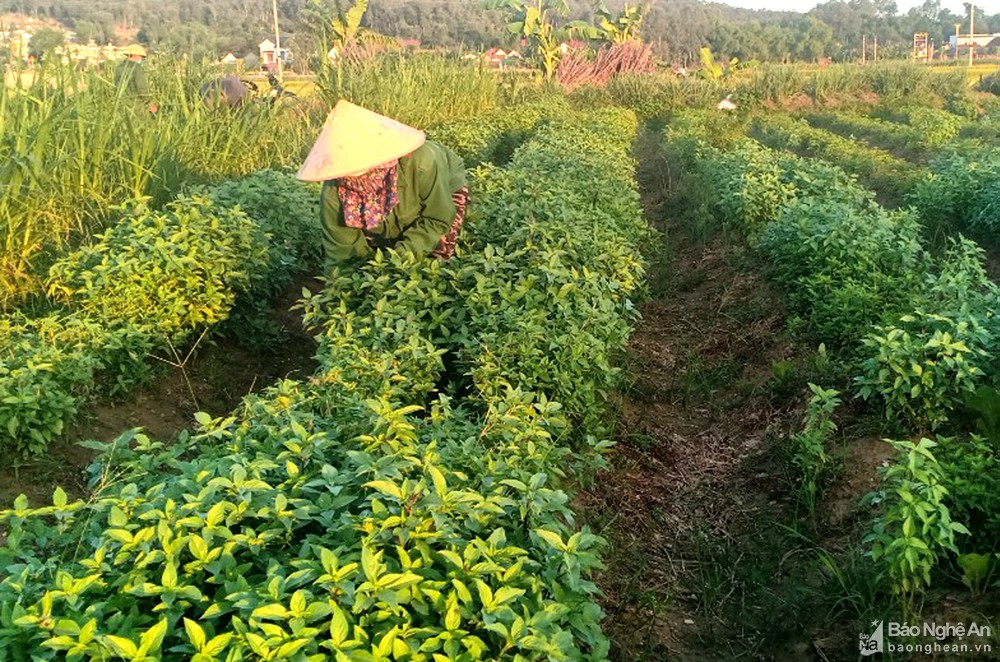 Nghệ An: Nông dân vựa rau gia vị phải cắt đổ bỏ vì không biết bán cho ai - Ảnh 2. Nghệ An: Nông dân vựa rau gia vị phải cắt đổ bỏ vì không biết bán cho ai - Ảnh 2.