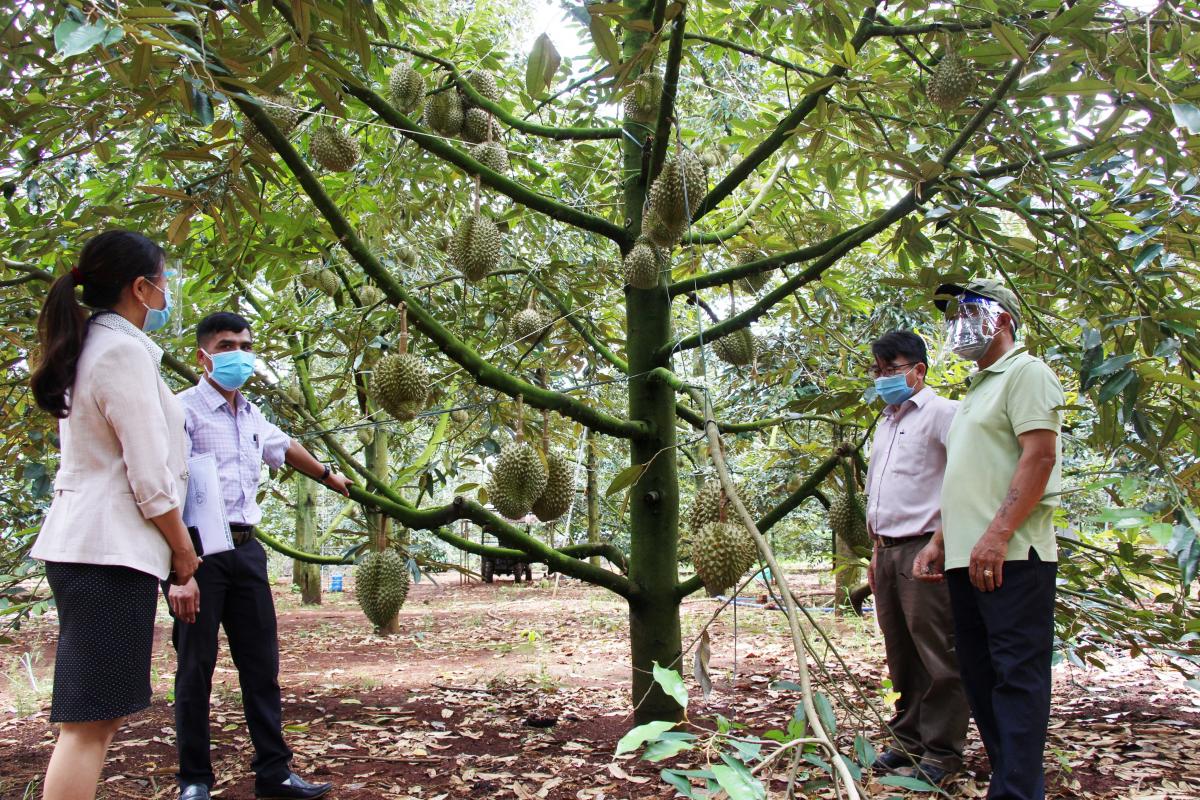 Đắk Lắk: Sầu riêng trái còn treo đầy trên cây, nông dân &quot;phập phồng&quot; lo lắng - Ảnh 1.