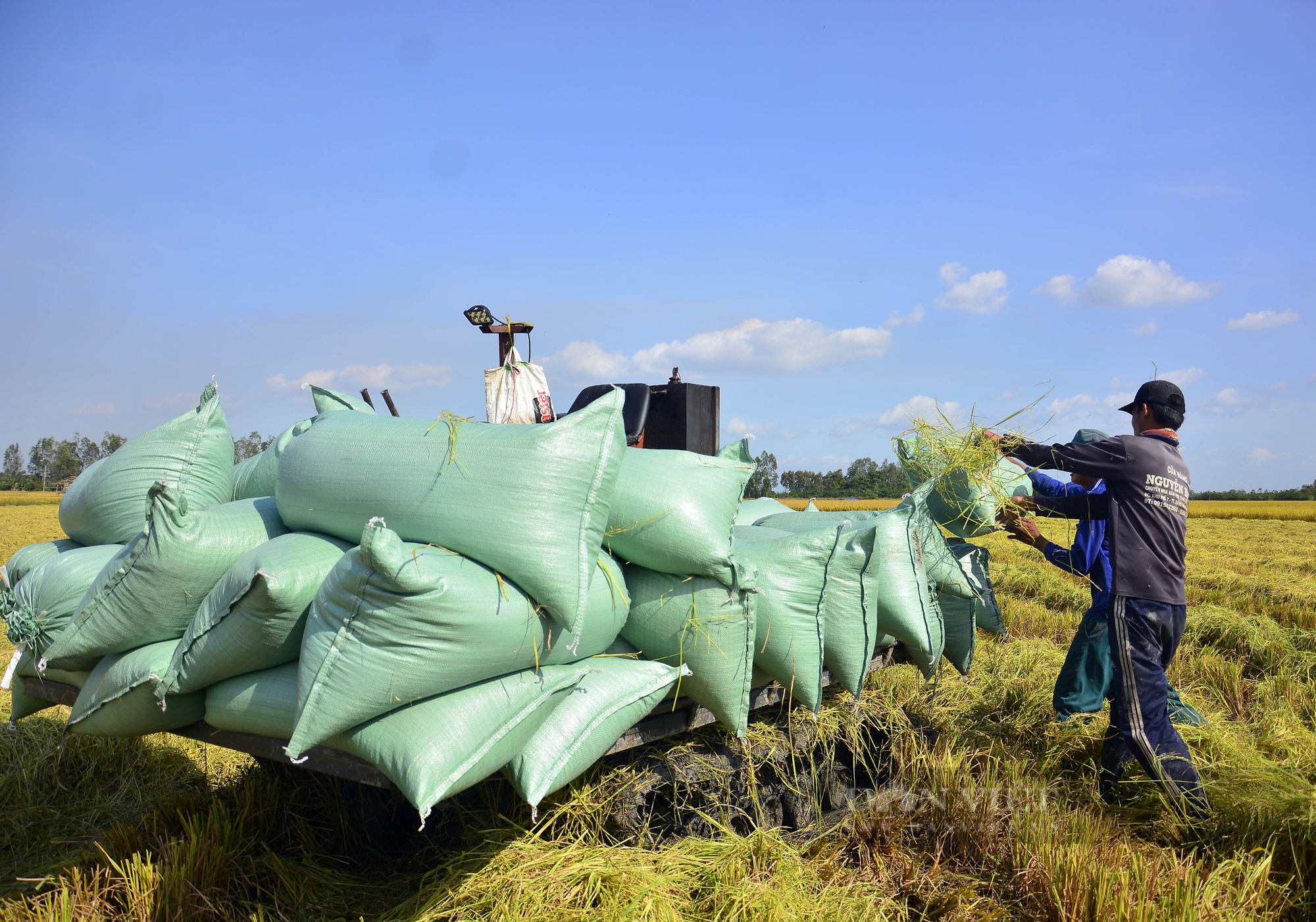 Nhiều nông dân ở Giồng Riềng sốt ruột vì thiếu nhân công, máy thu hoạch lúa  - Ảnh 3.