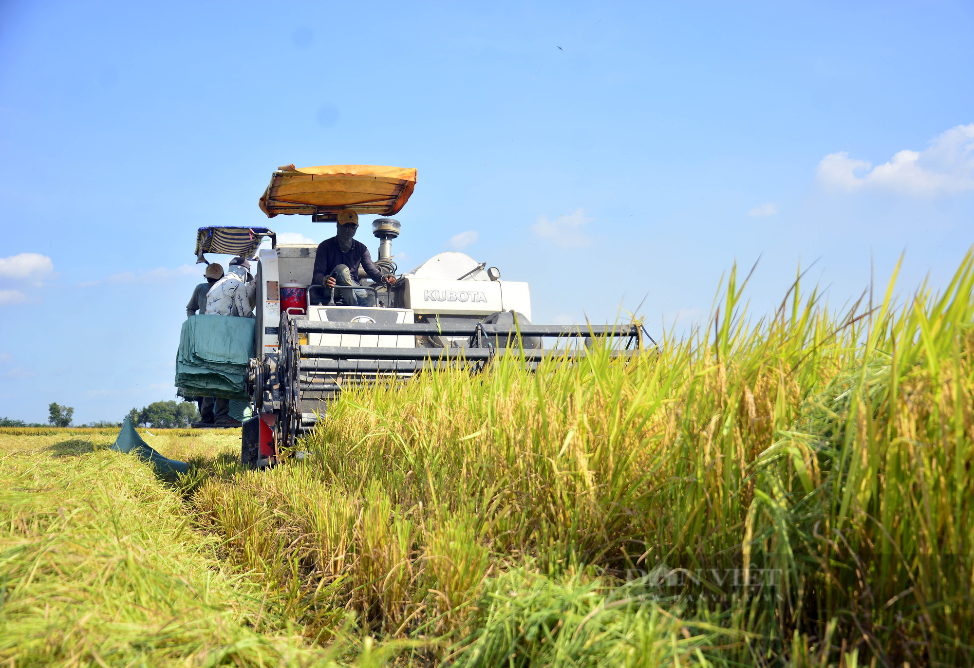 Nhiều nông dân ở Giồng Riềng sốt ruột vì thiếu nhân công, máy thu hoạch lúa  - Ảnh 4.