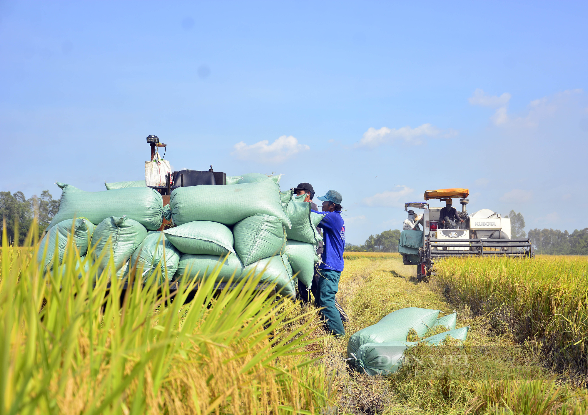Nhiều nông dân ở Giồng Riềng sốt ruột vì thiếu nhân công, máy thu hoạch lúa  - Ảnh 5.