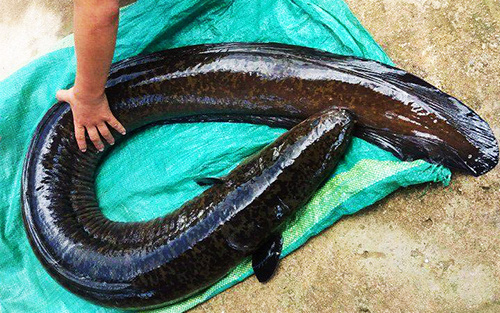 Loài cá đặc sản màu đen, da trơn tuột tuồn tuôn, thân tròn lẳn được coi như "linh dược" của đàn ông