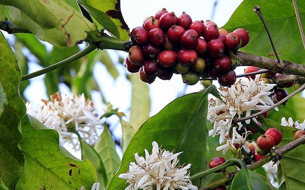 Brazil tăng diện tích Robusta, đe dọa vị thế số 1 của cà phê Việt Nam - Ảnh 1.