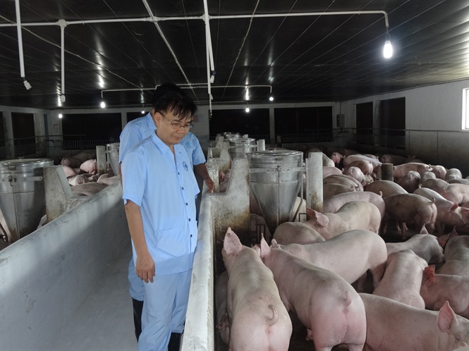 &quot;Ông Trùm&quot; chăn nuôi heo Việt Nam tiết lộ &quot;vũ khí&quot; đặc biệt chống lại dịch tả lợn châu Phi - Ảnh 2.