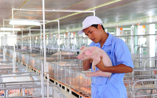 "Ông trùm" chăn nuôi heo Việt Nam lần đầu tiết lộ "vũ khí" đặc biệt chống dịch tả lợn châu Phi