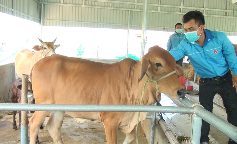 Phú Yên: &quot;Liều&quot; bỏ tiền nuôi bò 3B to bự theo cách này, từ hộ nghèo giờ nông dân 9X có thu nhập 100 triệu - Ảnh 1.