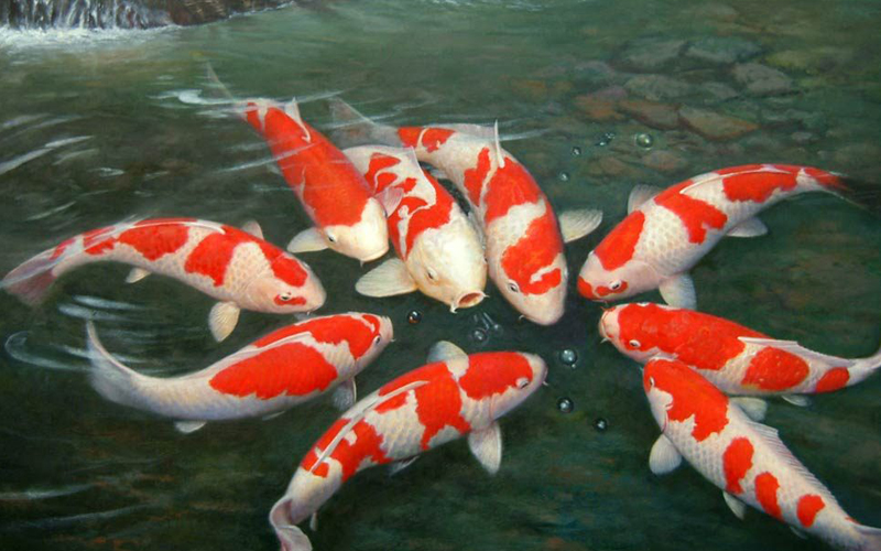 5 loại cá cảnh dễ nuôi nhất có hình dáng và màu sắc đẹp - Ảnh 4.