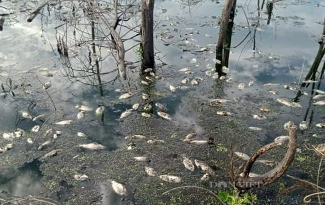 Vụ cá chết hàng loạt cạnh khu công nghiệp ở TT-Huế: Lộ diện doanh nghiệp “bức tử” môi trường  - Ảnh 2.