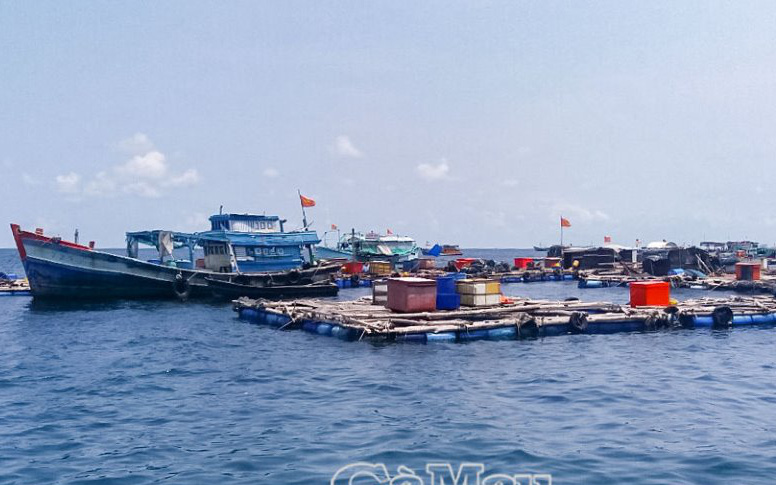 Cà Mau: Cá bớp đặc sản to bự vẫn phải nằm im trong lồng, dân ngán không biết phải &quot;nuôi báo cô&quot; đến bao giờ?