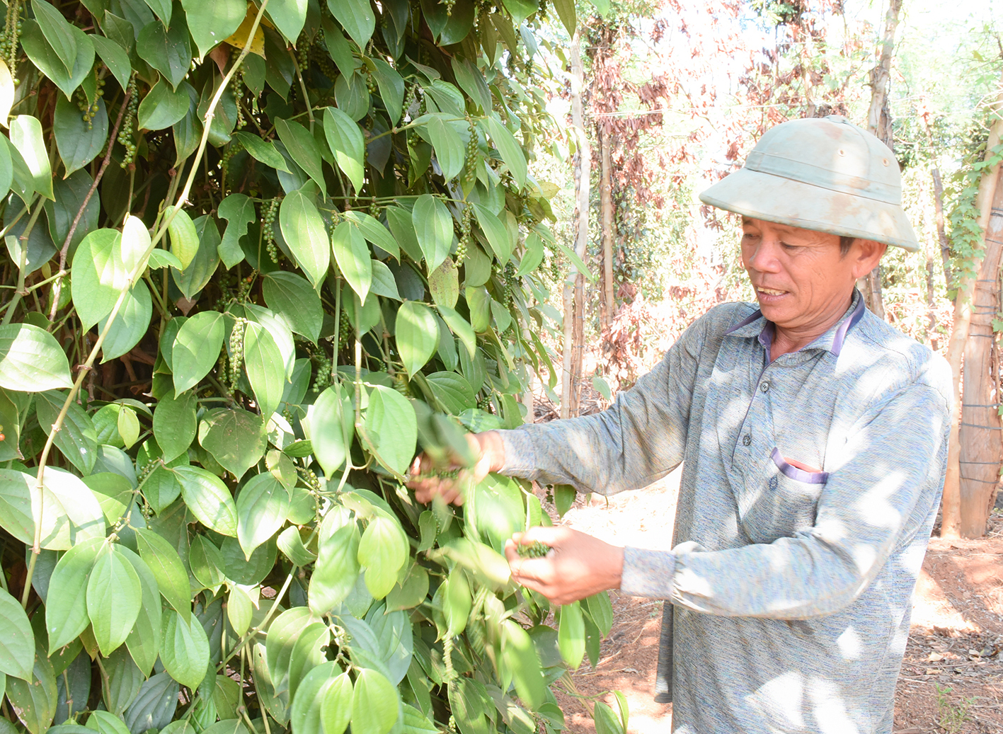 Giá tiêu cao gấp đôi năm ngoái, dân lại rục rịch trồng mới  - Ảnh 2.